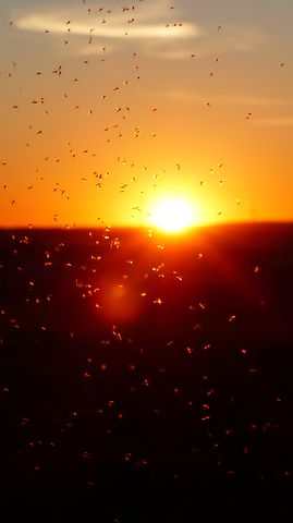 mosquito-swarm-1837619__480
