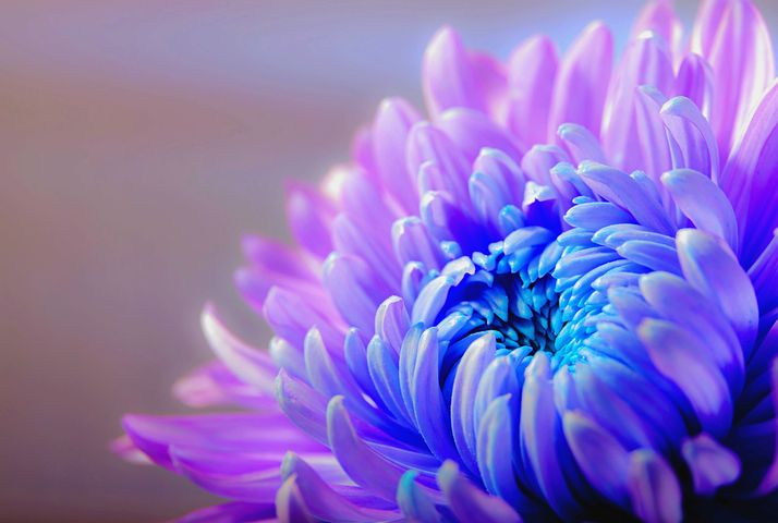 chrysanthemum-1332994__480